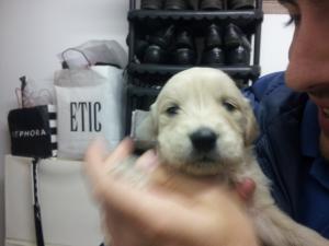 vand URGENT puiuti GOLDEN RETRIEVER