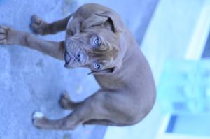 Vand Dog de Bordeaux