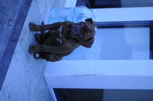 Vand Dog de Bordeaux