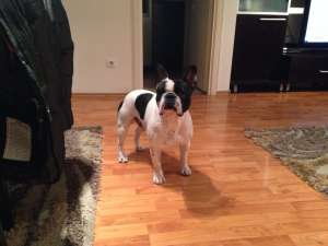 Monta Bulldog francez