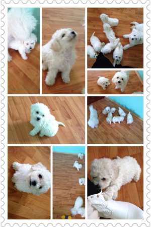 bichon frise alb pur