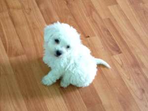 bichon frise alb pur