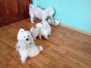 bichon frise alb pur