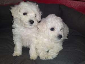 vand pui bichon frise alb imaculat