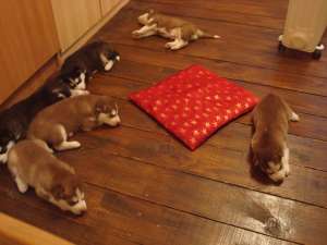 OFERTA  DE LA CRESCATOR PENTRU 20 DE CATEI HUSKY SIBERIAN