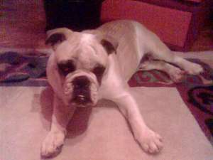 monta buldog englez