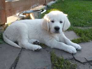 Golden Retriever cu Pedigree din parinti campioni