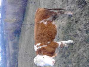 juninca de vanzare