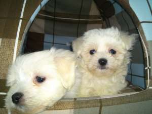 vand pui bichon maltese talia mini
