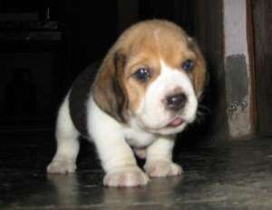 Beagle- FARA AVANS !!