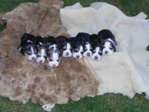 Beagle- FARA AVANS !!
