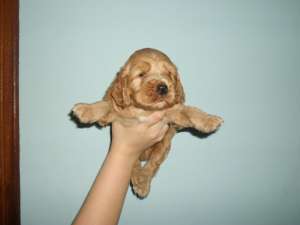Cocker Spaniel - FARA AVANS !!