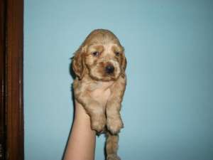 Cocker Spaniel - FARA AVANS !!