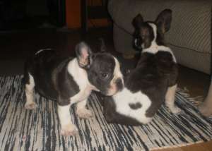 Bulldog Francez- FARA AVANS !!