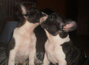 Bulldog Francez- FARA AVANS !!