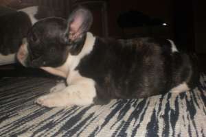 Bulldog Francez- FARA AVANS !!