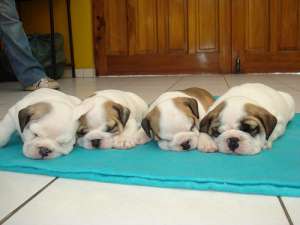 Bulldog Englez- FARA AVANS !!
