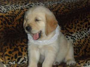 Golden Retriever- FARA AVANS !!