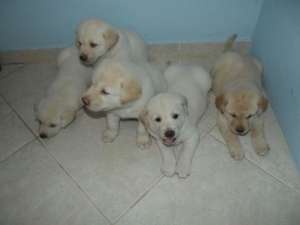 Labrador Retriever- FARA AVANS !!