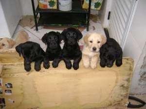 Labrador Retriever- FARA AVANS !!
