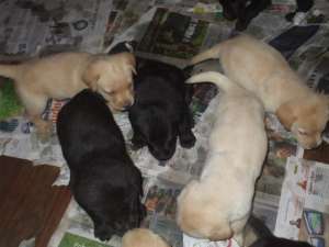 Labrador Retriever- FARA AVANS !!