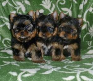 Yorkshire Terrier- FARA AVANS !!