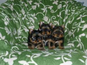 Yorkshire Terrier- FARA AVANS !!