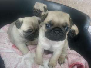 Mops - FARA AVANS !!