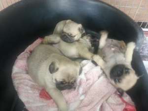 Mops - FARA AVANS !!