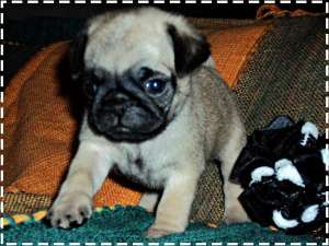 Mops - FARA AVANS !!