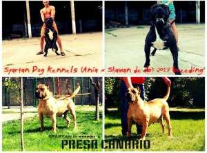 Vand Dogo Canario/Presa Canario!
