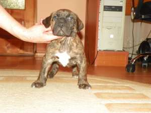 Vand Dogo Canario/Presa Canario!