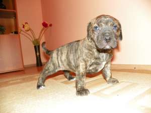 Vand Dogo Canario/Presa Canario!