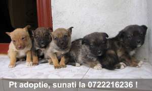 ofer gratis 5 catelusi draguti si jucausi