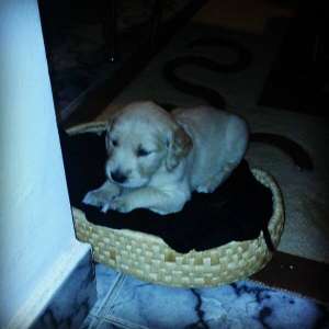 Vand URGENT pui Golden Retriever !!
