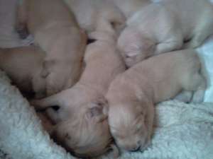 Vand URGENT pui Golden Retriever !!