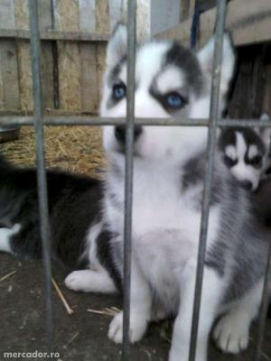 Husky