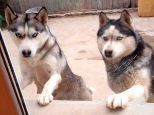 HUSKY-LITTLE-DEMON!