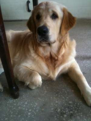 Ofer sper imperechere mascul Golden Retriever 2 ani, Exemplar deosebit . Nu are pedigree din motive 