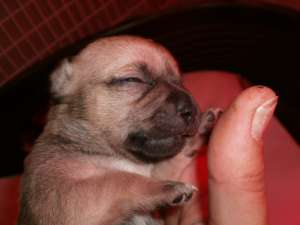 VAND PUI CHIHUAHUA CU PEDIGREE