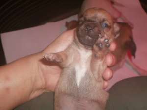 VAND PUI CHIHUAHUA CU PEDIGREE