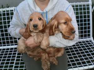 VAND PUI COKER SPANIEL CU PEDIGREE