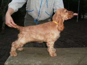 VAND PUI COKER SPANIEL CU PEDIGREE