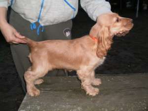 VAND PUI COKER SPANIEL CU PEDIGREE