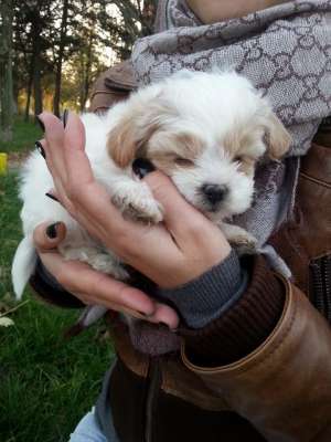 bichon havanez...pui