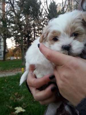 bichon havanez...pui