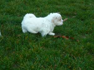 bichon havanez...pui