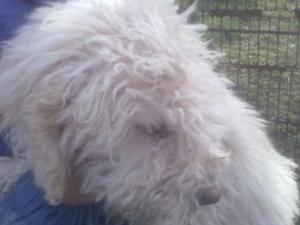 VAND caini trufe lagotto romagnolo virsta 5luni