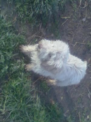 VAND caini trufe lagotto romagnolo virsta 5luni