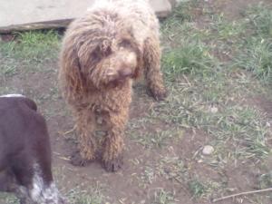 VAND caini trufe lagotto romagnolo virsta 5luni